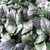 Ajuga 'Bronze Beauty' 3.5 Inch