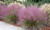 Grass Pink Muhly 1 Gallon
