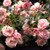 Rose Climbing 'New Dawn' 5 Gallon