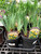 Iris 'Yellow Flag' 1 Gallon