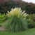 Grass Pampas Dwarf 1 Gallon