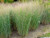 Grass Switch 'Heavy Metal' 3 Gallon