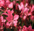 Gaura 'Belleza' Dark Pink 1 Quart