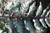 Fern Japanese Painted 1 Quart
