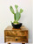 Cactus Hardy Prickly Pear 1 Gallon