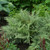 Fern Ghost 1 Gallon
