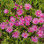 Delosperma 'Ice Plant' 1 Quart