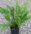 Fern Lady in Red 1 Gallon