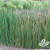 Horsetail Reed 1 Gallon