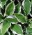Hosta 'Patriot'     5 Gallon