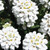 Iberis 'Candytuft' 1 Quart
