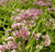 Joe Pye Weed   1 Gallon