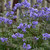 Jacob's Ladder 1 Quart