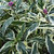 Joe Pye Weed 'Pink Frost'