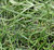 Juncus 1 Gallon