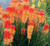 Kniphofia 'Red Hot Poker' 1 Gallon (Greenleaf)