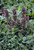 Lamb's Ear 1 Gallon