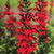 Lobelia cardinalis 1 Quart