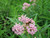 Milkweed Incarnata 1 Gallon