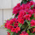Azalea Perfecto Mundo® Red 3 Gallon