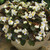 Begonia Bronze/White 3.5 Inch