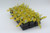 Creeping Jenny Accent 3.5 Inch