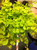 Creeping Jenny Accent 3.5 Inch