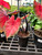Caladium Proven Winner 1 Quart