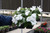Impatiens White 3.5 Inch