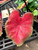 Caladium 1 Quart