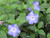 Vinca Purple/Blue 3.5 Inch