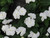 Vinca White 3.5 Inch