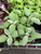 Herb Sage 4 Inch