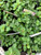 Herb Oregano 4 Inch