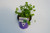 Herb Cilantro 4 Inch