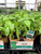 Herb Sweet Basil 4 Inch