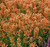 Agastache, Poquito™ 'Orange' 1 Gallon