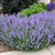 Nepeta  catmint 1 Gallon