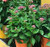 Eupatorium Euphoria Ruby 1 Gallon