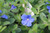 Evolvulus Premium AAC Blue 4.3 Inch