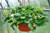 Strawberry Hanging Basket 10 Inch