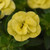 Calibrachoa Double Lemon 4.3 Inch