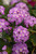 Lantana Purple/Blue 4.3 Inch