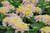 Lantana Pink/Rose 4.3 Inch