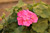 Geranium Zonal Pink 4.3 Inch