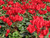 Cyclamen Red 4.3 Inch