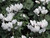 Cyclamen White 4.3 Inch