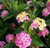 Lantana 'Pink Huff' 6.5 Inch