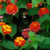 Lantana Miss Huff 6.5 Inch