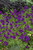 Verbena Endurascape™  Purple 6.5 Inch